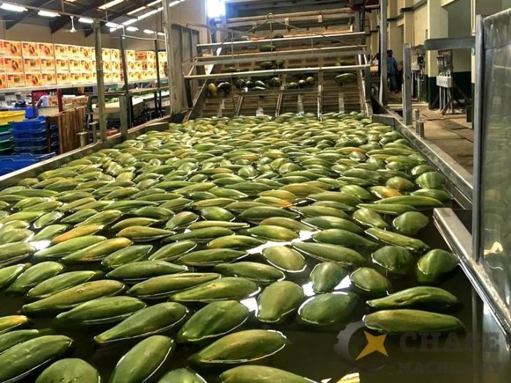 Papaya Fruit Washing Machine